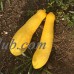 Early Prolific Straightneck Summer Squash Garden Seeds - 1 Oz - Heirloom, Non-GMO - Vegetable Gardening Seed - Straight Neck Yellow Squash   565651040